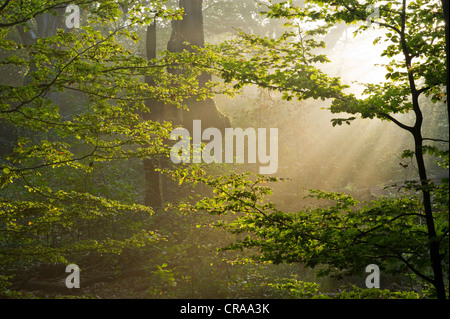 Morgennebel in der Urwaldrelikt Sababurg Urwald, Hofgeismar, Hessen, Norddeutschland, Europa Stockfoto