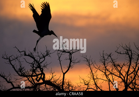 Marabu (leptoptilos crumeniferus), bei Sonnenuntergang, Krüger Nationalpark, Südafrika, Afrika Stockfoto