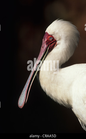 Afrikanische Löffler (Platalea alba), Kwazulu - Natal, Südafrika, Afrika Stockfoto