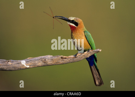 Whitefronted Bienenfresser (merops bullockoides), mit Libelle, Kruger National Park, Mpumalanga, Südafrika, Afrika Stockfoto