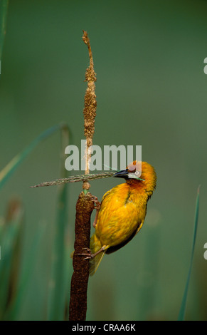 Cape Weaver (ploceus capensis), Sammeln von Nistmaterial, Kwazulu - Natal, Südafrika, Afrika Stockfoto