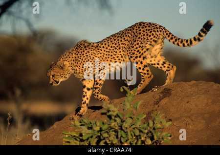Gepard (Acinonyx jubatus), okonjima, Namibia, Afrika Stockfoto