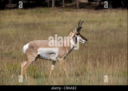 Gabelbock (Antilocapra Americana), Bryce-Canyon-Nationalpark, Utah, USA Stockfoto