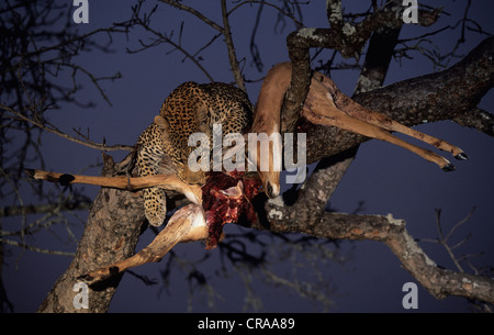 Leopard (panthera pardus), mit impala töten, Baum, Sabi Sabi, Krüger Nationalpark, Südafrika, Afrika Stockfoto