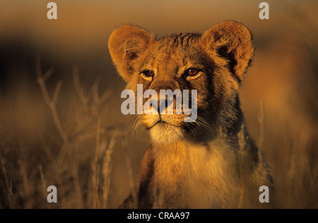 Lion Cub (Panthera leo), Porträt, Kgalagadi Transfrontier Park, Kalahari, Südafrika, Afrika Stockfoto