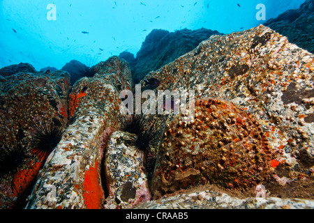 Grobe Steckmuschel (Pinna Rudis), Eichel Entenmuscheln (Balanus Trigonus), Felsen, felsige Spalt, Madeira, Portugal, Europa Stockfoto