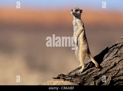 Erdmännchen (suricata suricatta), auf Wache, Kgalagadi Transfrontier Park, Kalahari, Südafrika, Afrika Stockfoto