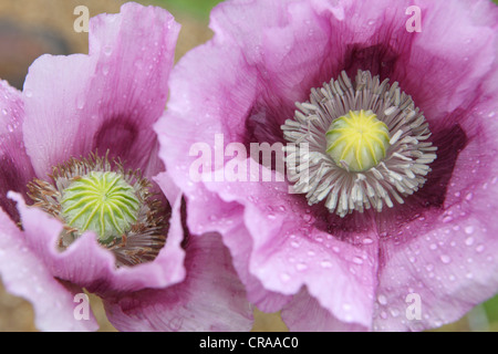 Violett, rosa, lila, Mohn, close-up Blüte mit Regen Tropfen Formen in der Natur, Suffolk, England, UK Stockfoto