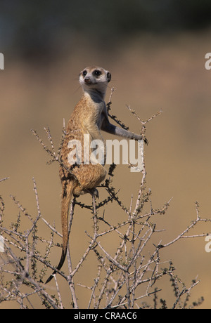 Erdmännchen (suricata suricatta), auf Wache, Kgalagadi Transfrontier Park, Kalahari, Südafrika, Afrika Stockfoto