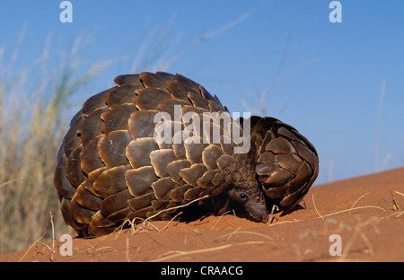 Schuppentier (Manis temminckii), locken in eine Kugel wenn sie gestört, Kgalagadi Transfrontier Park, Kalahari, Südafrika, Afrika Stockfoto