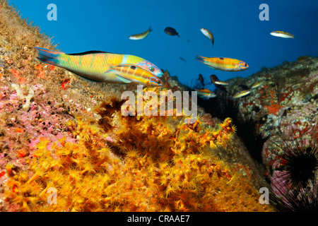 Türkische Lippfisch (Thalasoma Pavo), gelbe Cluster Anemone (Parazoanthus Axinellae), Madeira, Portugal, Europa, Atlantik Stockfoto