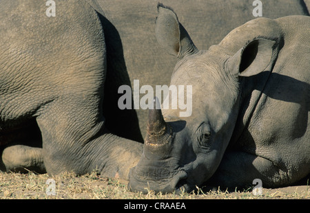 White Rhino Kalb (Rhinocerotidae)), Hluhluwe - umfolozi finden, Südafrika, Afrika Stockfoto