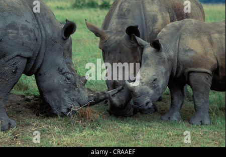 White Rhino (Rhinocerotidae)), Familie Gruppe mit Kalb, gefährdete Arten, Hluhluwe - Umfolozi Park, Zululand, Kwazulu - Natal. Stockfoto