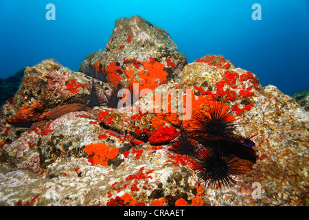 Variable Seegurke (Holothuria Sanctori), gemeinsame Schwamm (Crambe Crambe), braun-rote Hutnadel Seeigel (Centrostephanus Stockfoto