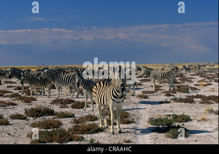 Zebras (Equus quagga), Etosha National Park, Namibia, Afrika Stockfoto