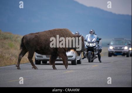 Bisons (Bison Bison) Kreuzung Straße, Yellowstone-Nationalpark, Wyoming, USA Stockfoto