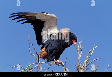 Sie eagle (Terathopius ecaudatus), Gefährdete, kgalagadai Transfrontier Park, Südafrika Stockfoto