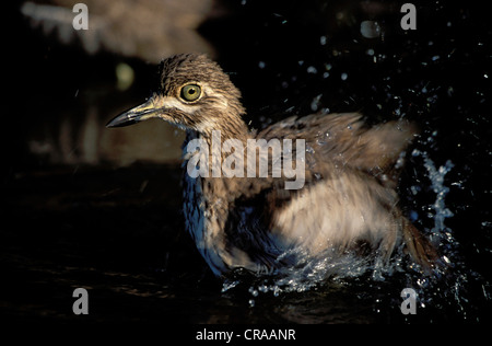 Wasser dikkop (burhinus vermiculatus), Baden, Kwazulu - Natal, Südafrika Stockfoto