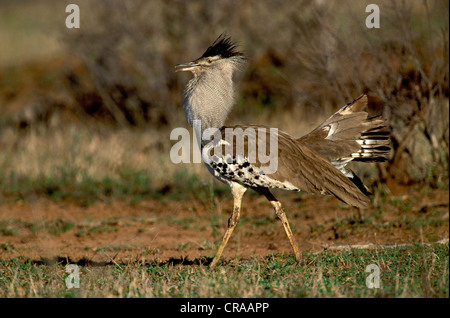 Kori bustard (ardeotis Kori), männlich in der Balz, Krüger Nationalpark, Südafrika Stockfoto