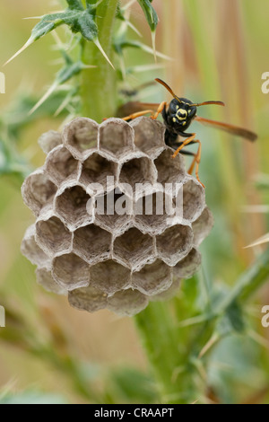 Feld-Wespen (Polistinae) am Nest, Guxhagen, Nordhessen, Hessen, Deutschland, Europa Stockfoto