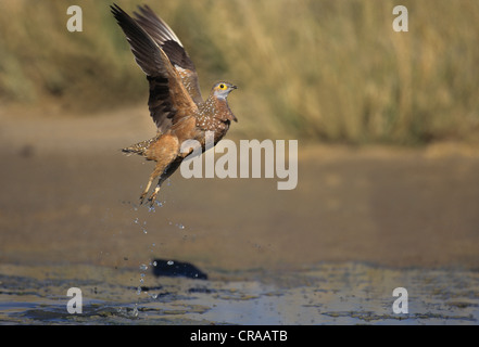 Die burchell sandgrouse (pterocles burchelli), im Flug, Kgalagadi Transfrontier Park, Kalahari, Südafrika Stockfoto