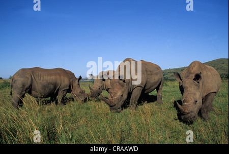 Weiße Nashörner (Rhinocerotidae)), Hluhluwe - Umfolozi Park, Zululand, Südafrika Stockfoto