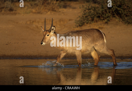 Wasserböcke (Kobus ellipsiprymnus), männlich, Krüger Nationalpark, Südafrika Stockfoto