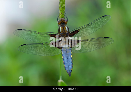 Breit-bodied Chaser (Libellula Depressa), Männlich, Deutschland, Europa Stockfoto