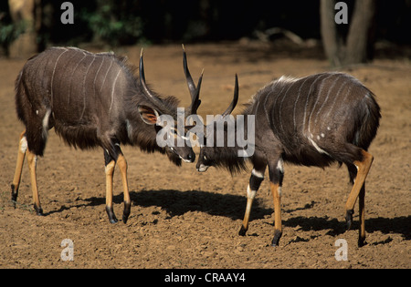 Nyala (tragelaphus angasii), Männer kämpften, mkuze game reserve Kwazulu - Natal, Südafrika Stockfoto