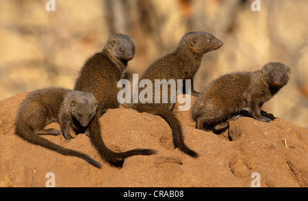 Dwarf mongoose (helogale parvula), auf termite Damm, Krüger Nationalpark, Südafrika Stockfoto