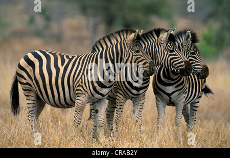 Burchell's Zebra (Equus burchelli), Krüger Nationalpark, Südafrika Stockfoto