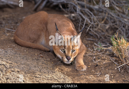 (Felis caracal Caracal), Stalking Raub, Augrabies Falls National Park, Northern Cape Provinz, Südafrika Stockfoto