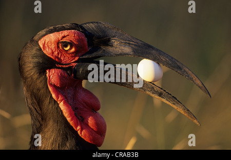 Südliche Hornrabe (bucorvus leadbeateri), mit Ei im Schnabel, Krüger Nationalpark, Südafrika Stockfoto