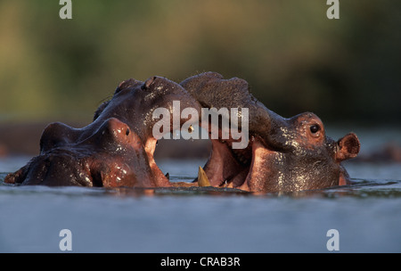 Flusspferd (hippopotamus amphibius), Männer kämpften, Krüger Nationalpark, Südafrika Stockfoto