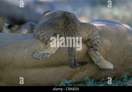 Lion Cub (Panthera leo), Kgalagadi Transfrontier Park, Kalahari, Südafrika Stockfoto
