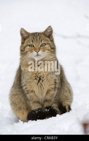 Wildkatze (Felis Silvestris) in den Schnee, Nationalpark Bayerischer Wald, geschlossenen Bereich, Neuschoenau, Bayern, Deutschland, Europa Stockfoto