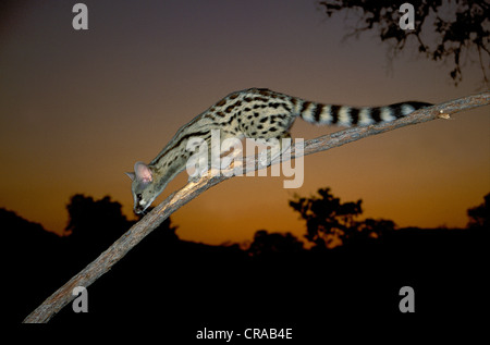 Große - gefleckte Ginsterkatze (genetta tigrina), Krüger Nationalpark, Südafrika Stockfoto