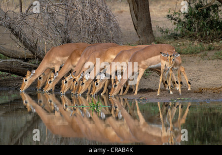 Impalas (Aepyceros Melampus), in einer Reihe, trinken, Krüger Nationalpark, Südafrika Stockfoto
