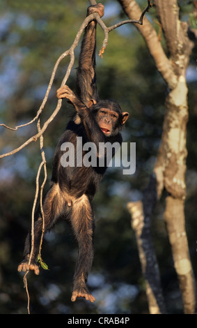 Schimpanse (pan troglodytes), chimfunshi, Sambia, Afrika Stockfoto