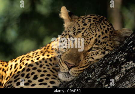 Leopard (panthera pardus), Sabi Sabi, Krüger Nationalpark, Südafrika Stockfoto
