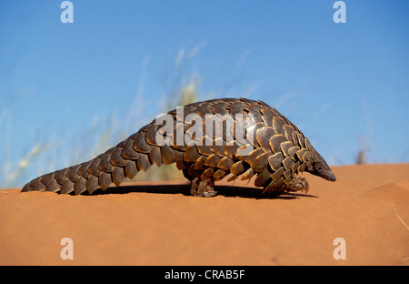 Schuppentier (Manis temminckii), locken in eine Kugel wenn sie gestört, Kgalagadi Transfrontier Park, Kalahari, Südafrika Stockfoto