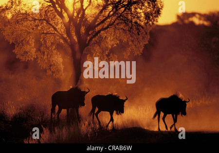 Streifengnu (connochaetes Taurinus), bei Sonnenuntergang, Kgalagadi Transfrontier Park, Kalahari, Northern Cape, Südafrika Stockfoto