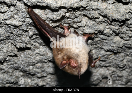 Die daubenton bat (Myotis daubentoni), Arten, die in Anhang IV der FFH-Richtlinie, in Winter Quarters, in einem Tunnel im Ruhezustand Stockfoto