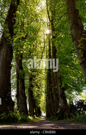 Alten Lindenallee (Tilia Spec), Spieseby am Fluss Schlei, Thumby, Rendsburg-Eckernfoerde, Schleswig-Holstein Stockfoto