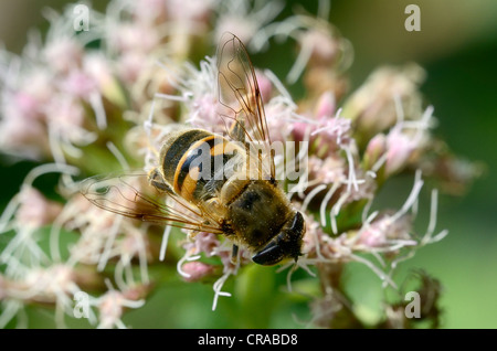 Europäische Hoverfly oder dronefly (eristalis Tenax) auf Hanf - agrimony (eupatorium cannabinum), in der Nähe von lassahn, schaal See Region Stockfoto