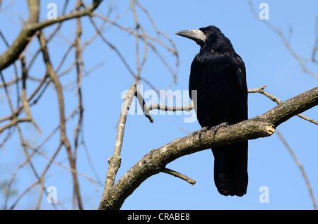Saatkrähe (Corvus frugilegus), erwachsenen Vogel in einem Baum, Kiel, Schleswig-Holstein, Deutschland, Europa Stockfoto