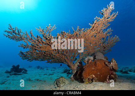 Tentakeln Flathead oder Crocodilefische (Papilloculiceps Longiceps) unter Tisch Korallen (Agropora SP.), Makadi Bay, Hurghada, Ägypten Stockfoto