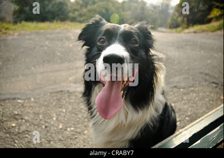 Hunde hecheln Gesicht Nahaufnahme Stockfoto