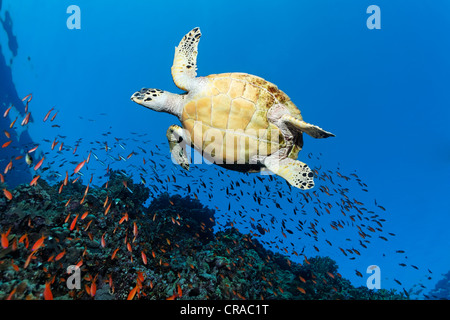 Echte Karettschildkröte (Eretmochelys Imbricata) schwimmen über ein Korallenriff, von unten gesehen scharfe Sinead, Afrika, Ägypten, Rotes Meer Stockfoto