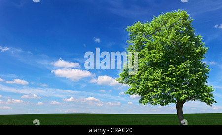 Ein großer Baum wächst unter den Wiesen Stockfoto